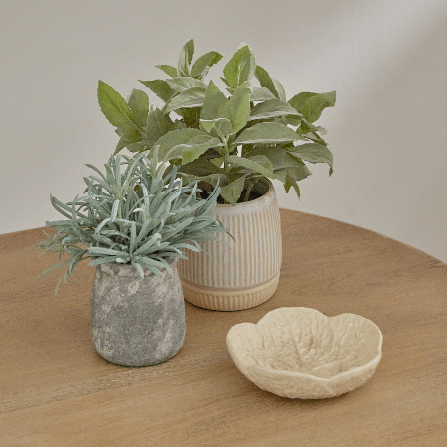 Kew_17cm_Acorus_Calamus_in_Ceramic_Pot-1-0 - Laura James