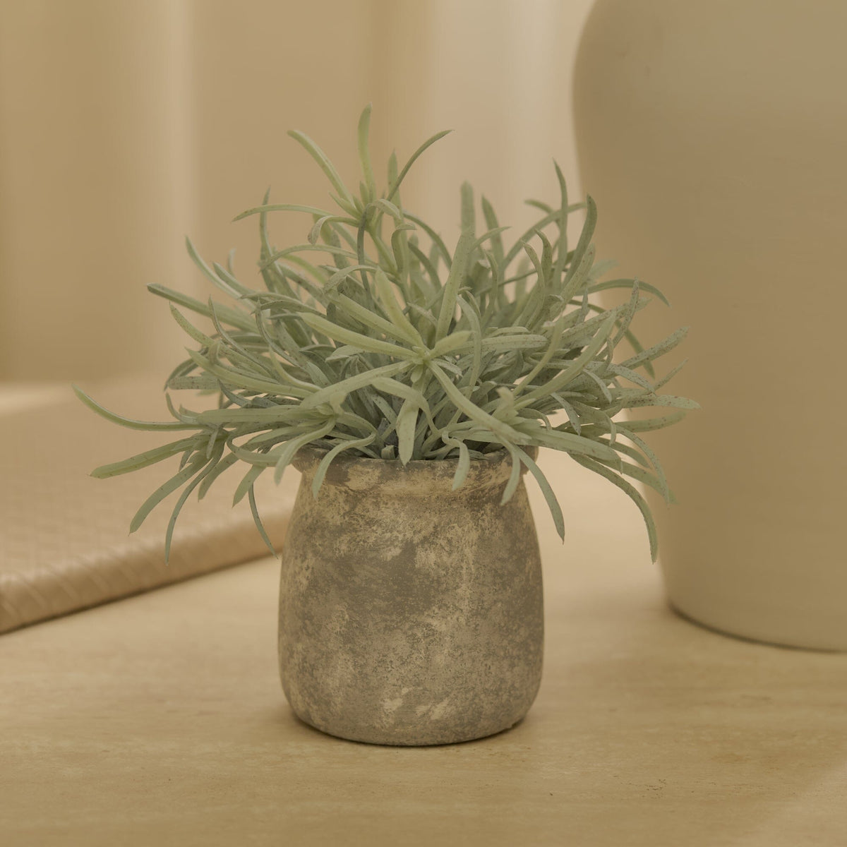Kew_17cm_Acorus_Calamus_in_Ceramic_Pot-1-0 - Laura James