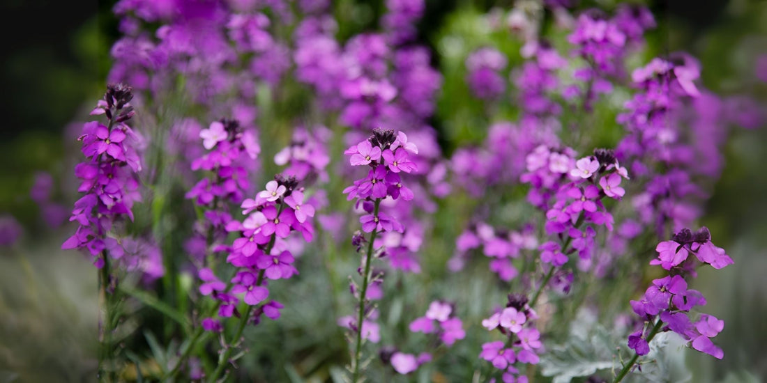 Biophilic Garden Design & Positive Effects on Our Well Being