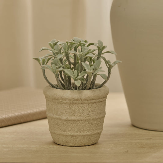Kew 14cm Succulent In Paper Mache Pot - Laura James 