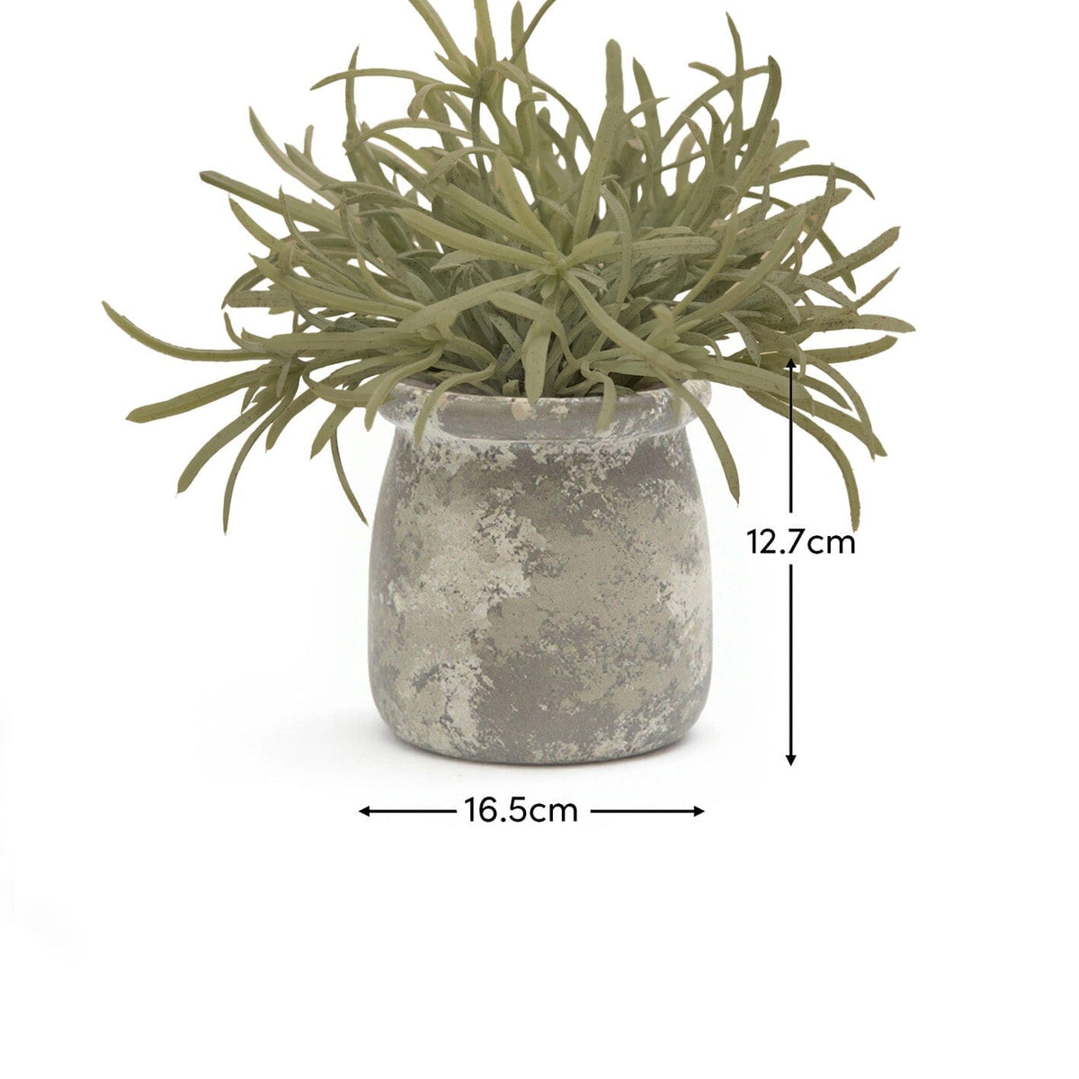 Kew_17cm_Acorus_Calamus_in_Ceramic_Pot-1-0 - Laura James