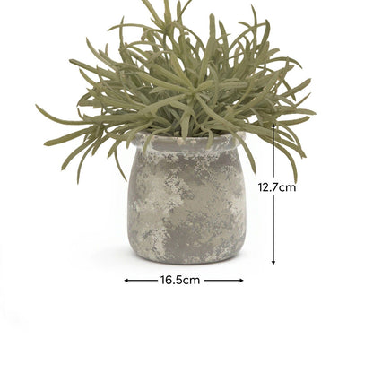 Kew_17cm_Acorus_Calamus_in_Ceramic_Pot-1-0 - Laura James