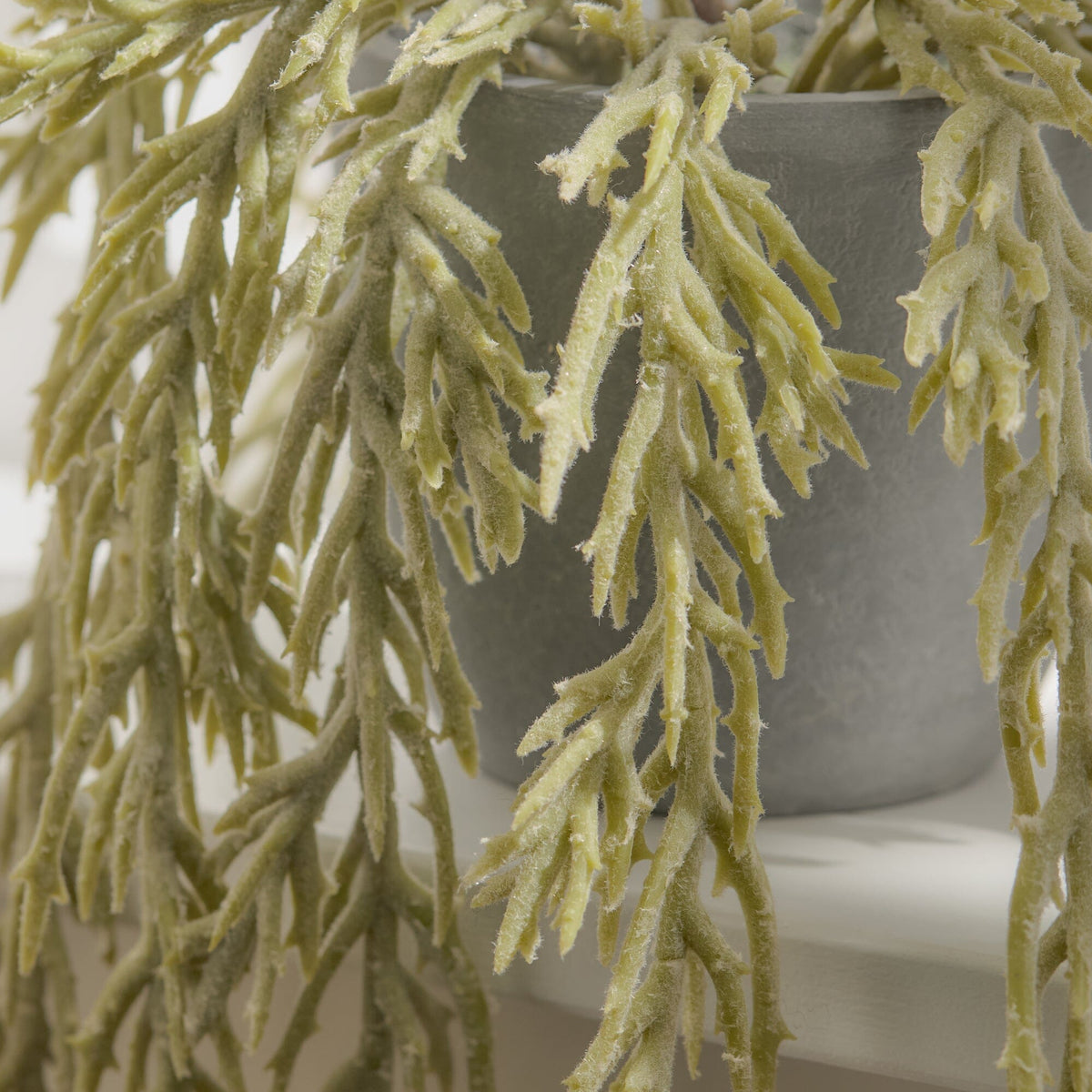 Kew Trailing Succulent in Cement Pot - 20cm - Laura James 