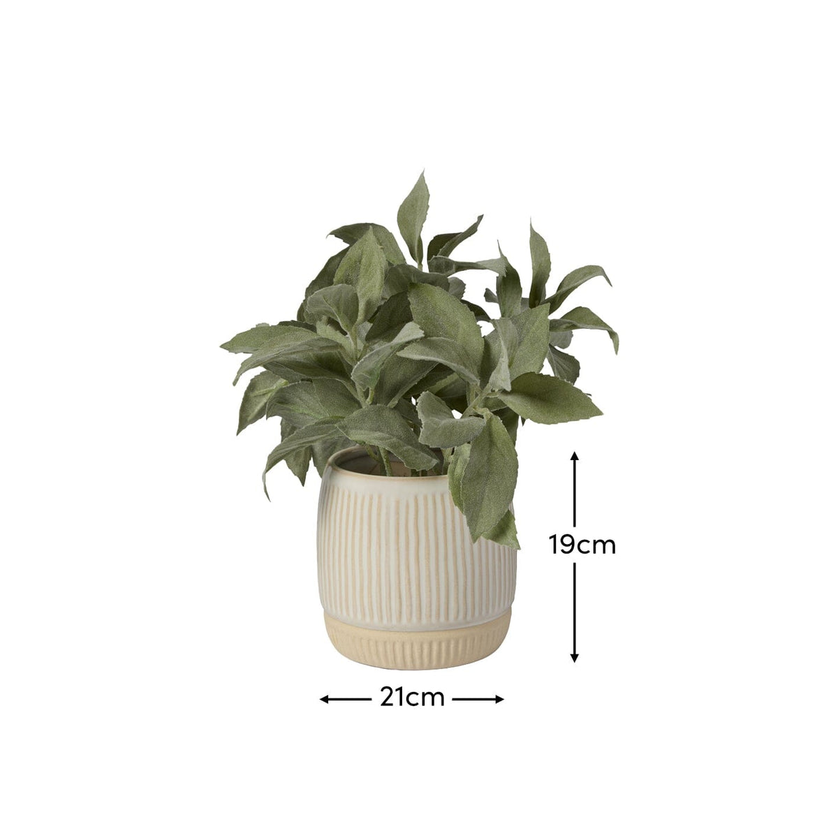 Kew 21cm Salvia Officinalis In Ceramic Pot - Laura James 