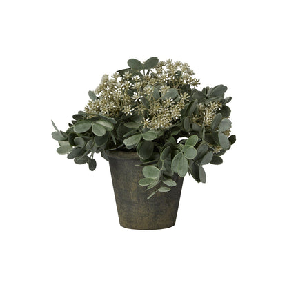 Kew 24cm Arachis Flower In Paper Mache Pot