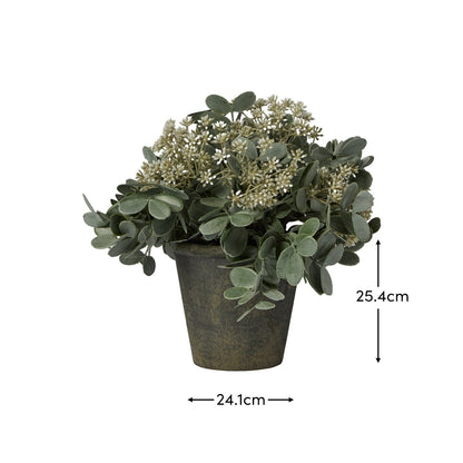 Kew 24cm Arachis Flower In Paper Mache Pot