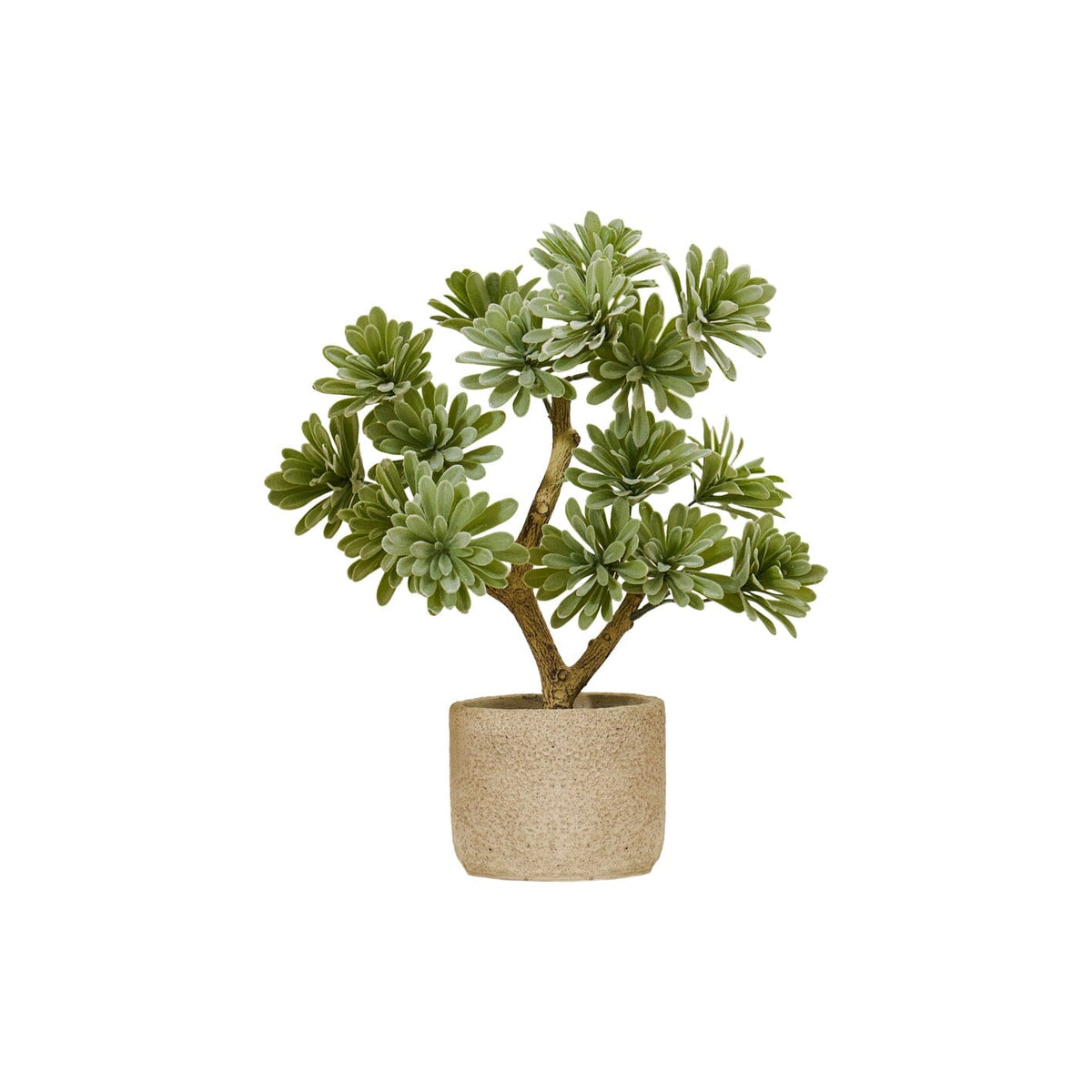 Kew Succulent in Cement Pot - 40cm - Laura James