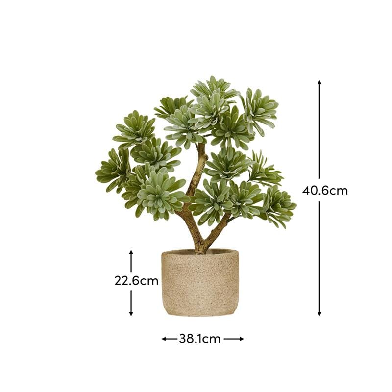 Kew Succulent in Cement Pot - 40cm - Laura James