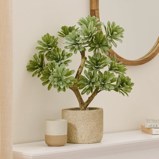 Kew Succulent in Cement Pot - 40cm - Laura James