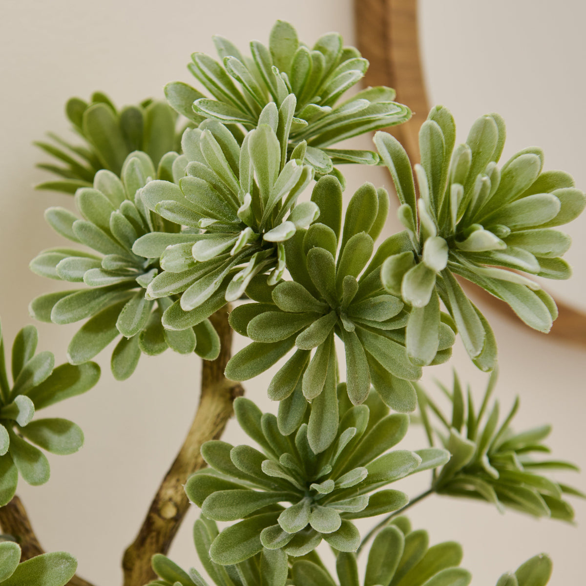 Kew Succulent in Cement Pot - 40cm - Laura James