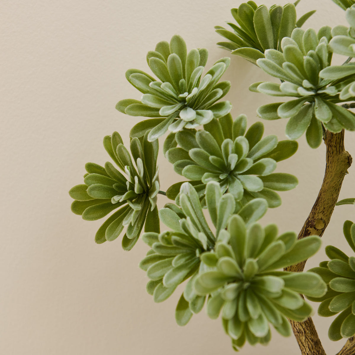 Kew Succulent in Cement Pot - 40cm - Laura James